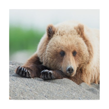 Phburchett 'Bear Life Iv' Canvas Art,14x14